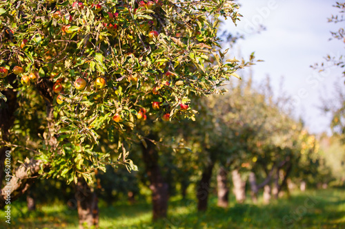 Fototapeta apple orchard with ripe apples