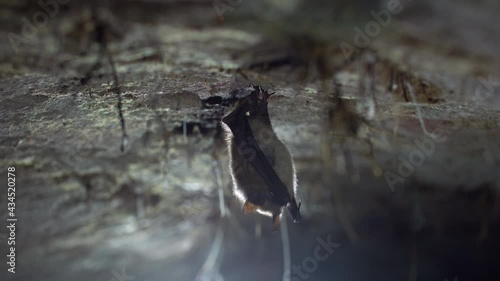 Close up strange animal Geoffroy's bat Myotis emarginatus hanging upside down on top of cold brick arched cellar awakened looking around restless just after hibernating. Creative wildlife take. photo