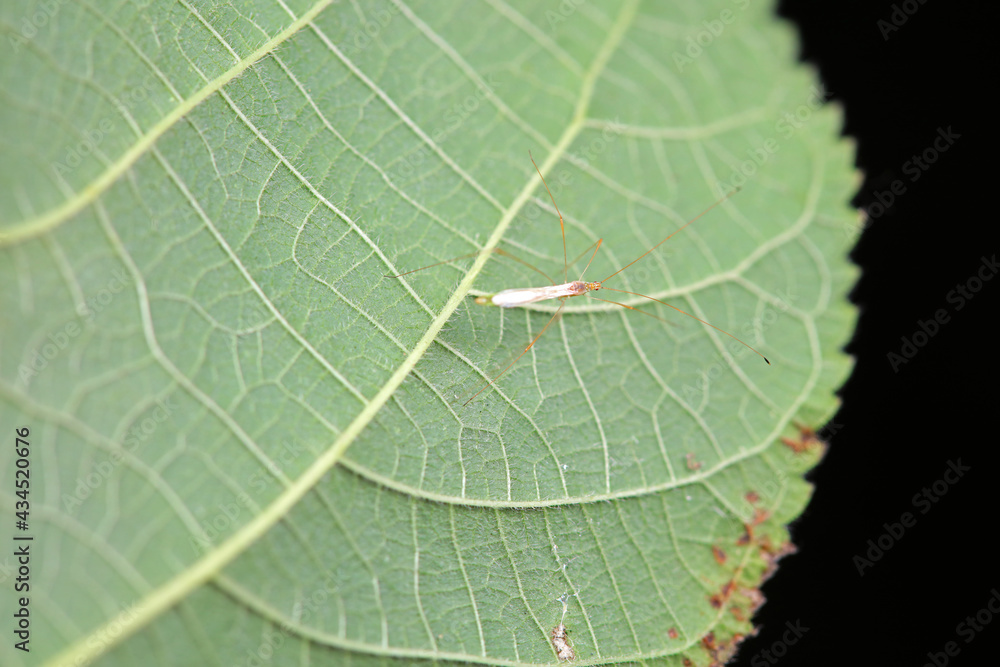 A bug inhabits a wild grass in North China A bug inhabits a wild grass in North China