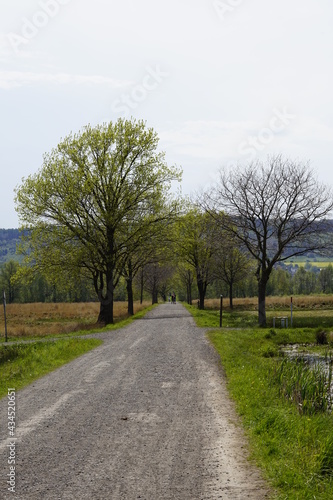 Allee mit Bäumen