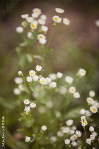 Field of chamomile. Blooming camomiles