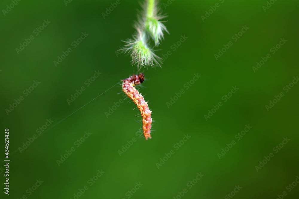 A Lepidoptera larva in nature, North China A Lepidoptera larva in nature, North China