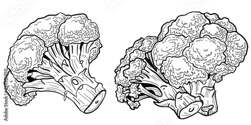 set graphic realistic vector image of broccoli