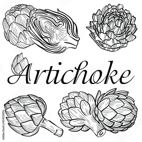 set of graphic vector image of artichoke flower on white background
