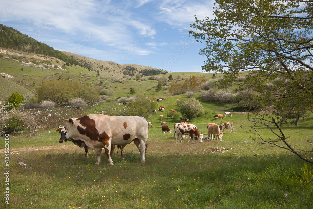 Obraz premium Spring idyllic landscape with grazing cows in Abruzzo, Italy