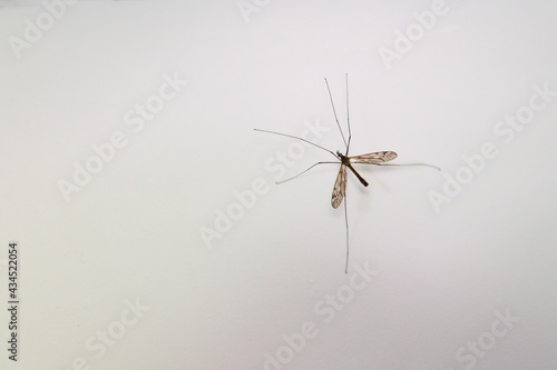 malaria mosquito on a white background