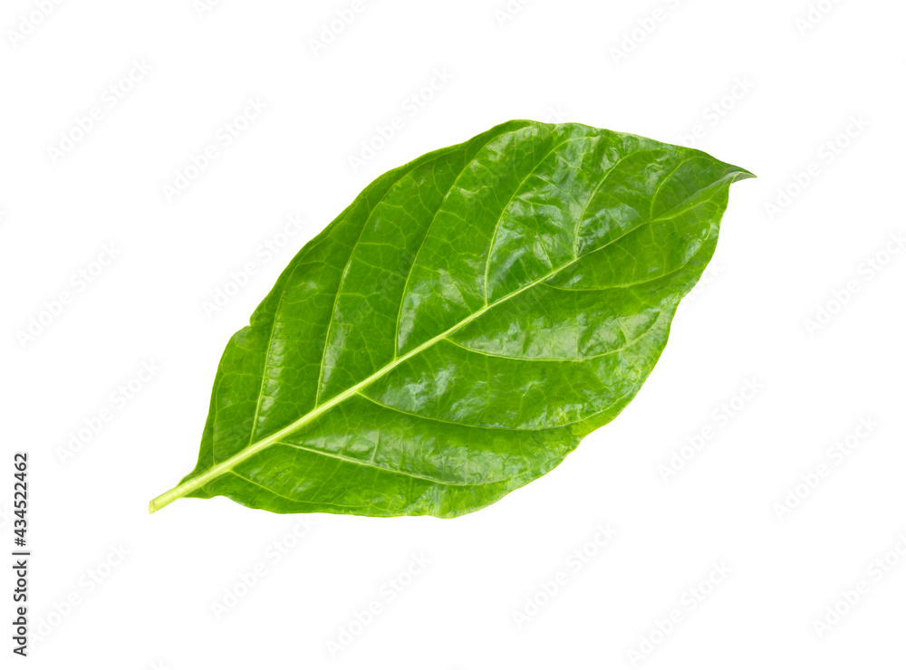 Obraz premium Green leaves isolated on white background