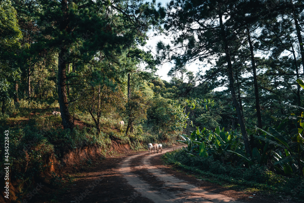 Fototapeta premium Road through a valley from above