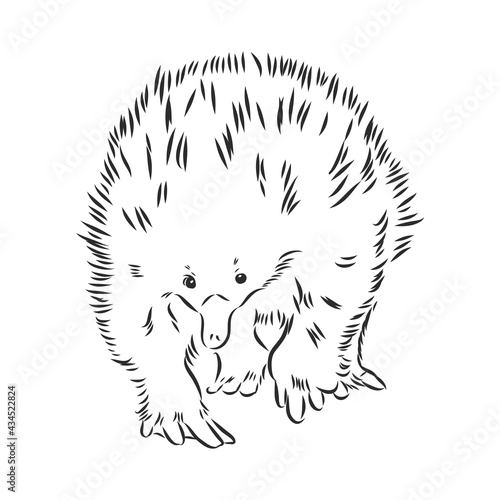 Echidna, Australian animal linear hand drawn illustration. Vector.