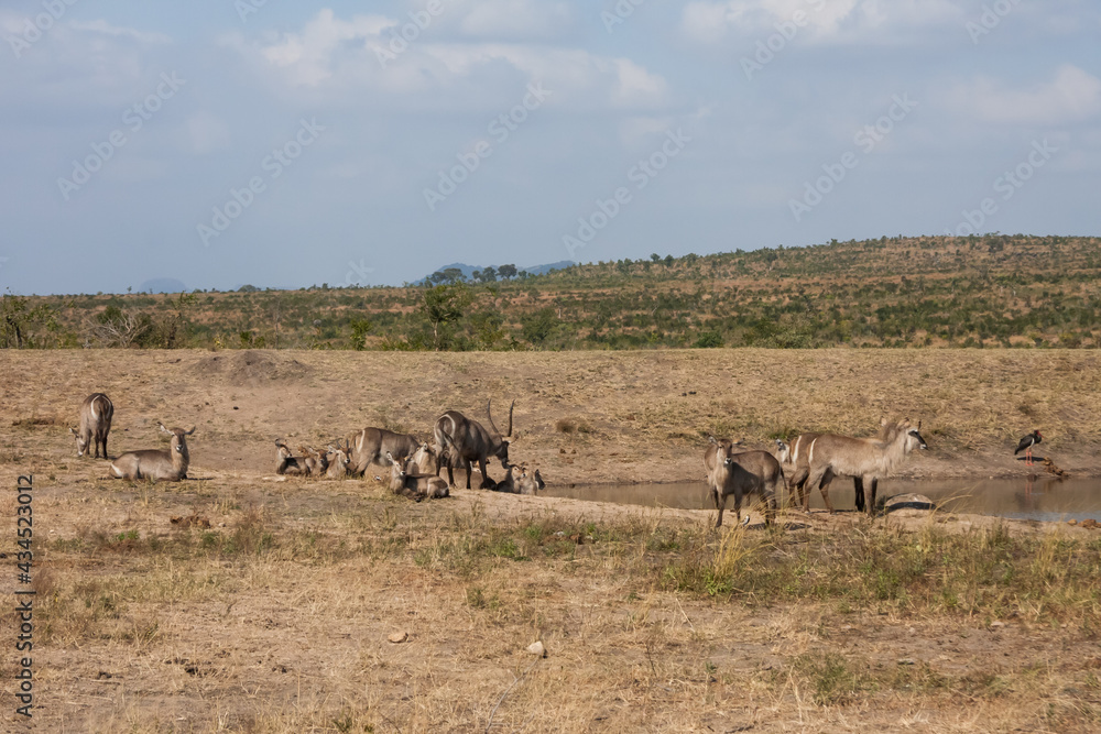 Fototapeta premium Waterbuck family herd (Kobus ellipsiprymnus) gathering together at a waterhole in Kruger National Park, South Africa