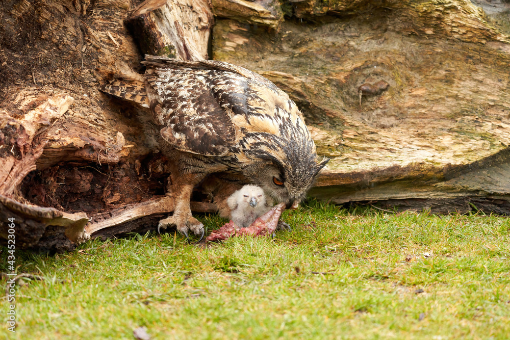 Wild eagle owl mother feeds a chick. The six-week-old white owl is still unstable on its feet in the grass. Mother has the bloody meat in the beak Wild eagle owl mother feeds a chick. The six-week-old white owl is still unstable on its feet in the grass. Mother has the bloody meat in the beak