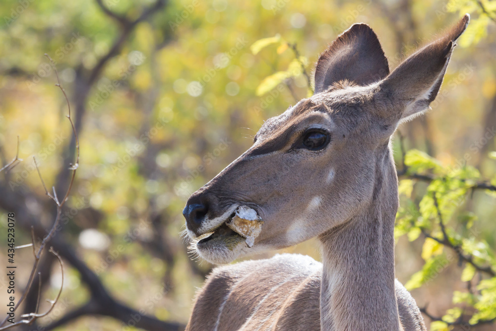 Greater Kudu (Tragelaphus strepsiceros) female closeup portrait eating a bone demonstrating osteophagy in Kruger National Park, South Africa with blurred background