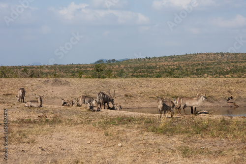 Waterbuck family herd (Kobus ellipsiprymnus) gathering together at a waterhole in Kruger National Park, South Africa