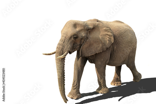 walking elephant isolated on white background with shadow