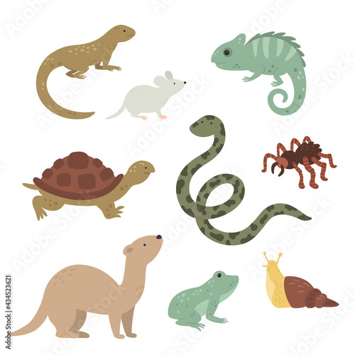 vector exotic pets collection on white background