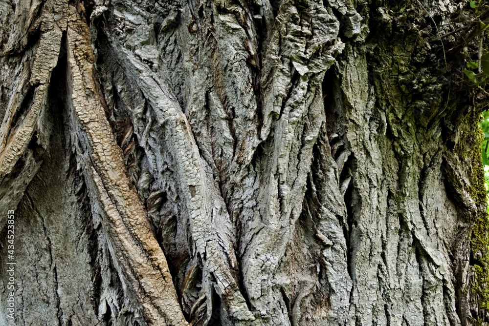 Obraz premium Corteccia di un grande albero