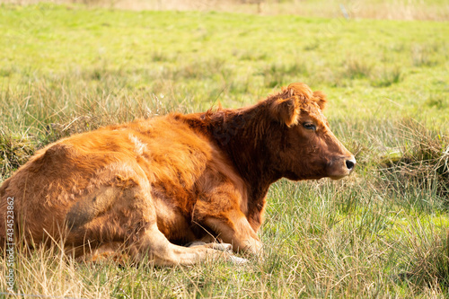 Red angus cow, the cow lies relaxed in a green Dutch meadow. Loo © Dasya - Dasya