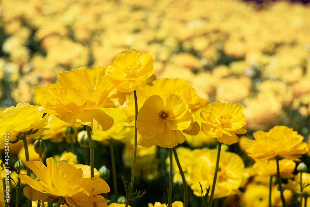 Head of yellow flowers Ranunculus asiaticus Persian buttercups closeup. Selective focus Head of yellow flowers Ranunculus asiaticus Persian buttercups closeup. Selective focus