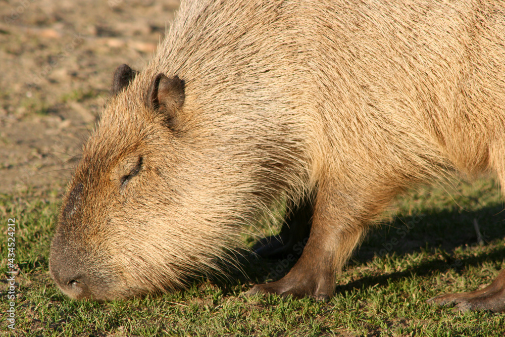 capybara in a zoo in france capybara in a zoo in france