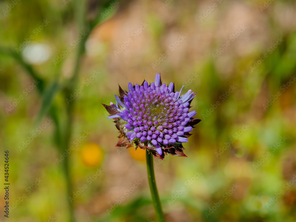 wild purple flower mountain cornflower (Centaurea montana) wild purple flower mountain cornflower (Centaurea montana)