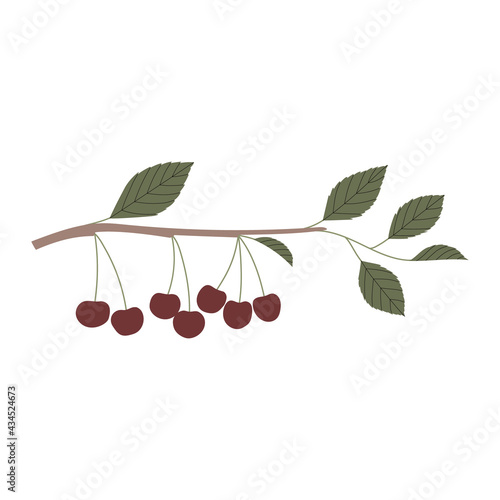 Vector color hand drawn flat illustration of cherry branch with leaves and berries. Isolated on white background.