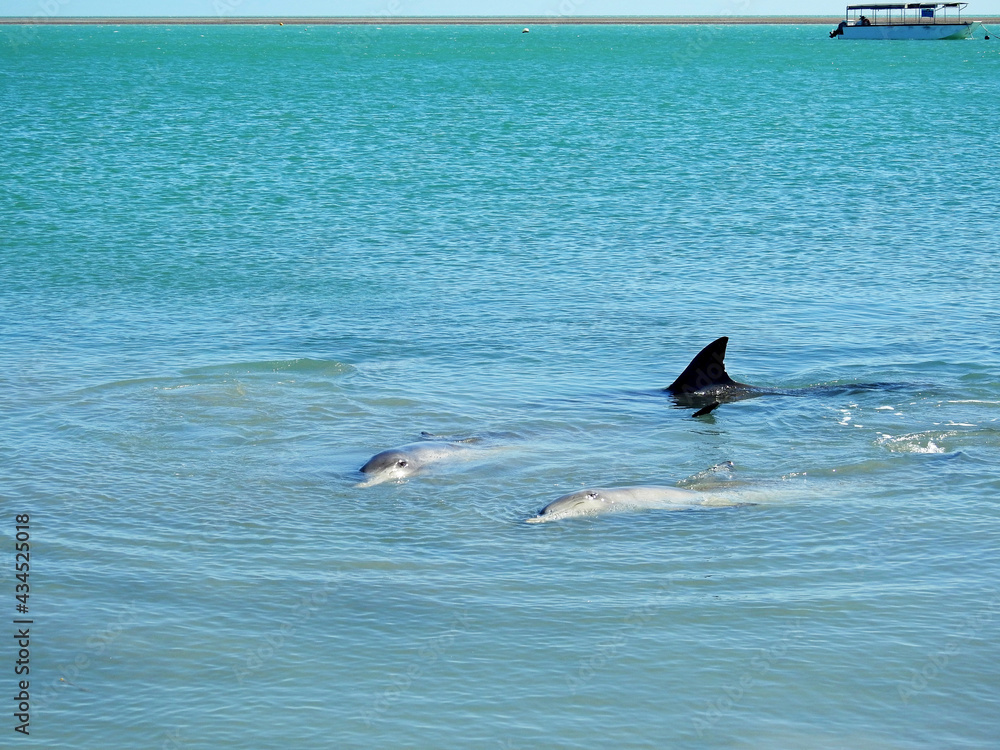 Fototapeta premium Group of Indo-Pacific Bottlenose Dolphins
