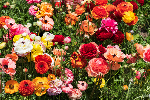 Wallpaper Mural Field of multicolored flowers Ranunculus asiaticus Persian buttercups Torontodigital.ca