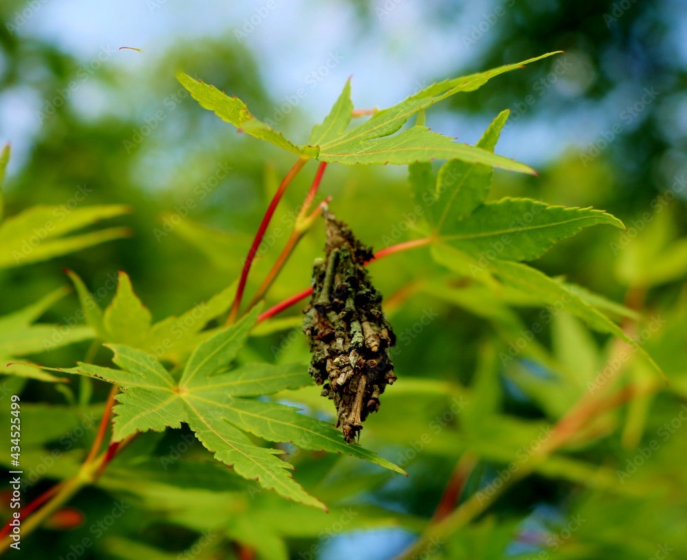 Fototapeta premium 巣ごもり 手作りの家 みのむし 春の日