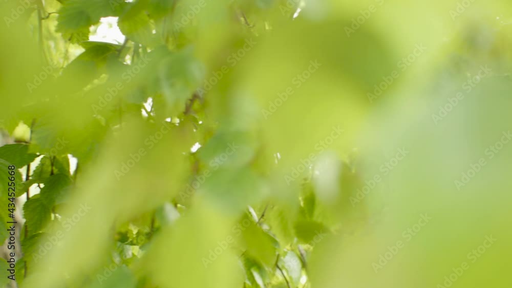 Green birch foliage in sunbeams, spring garden, nature background, rural scene Green birch foliage in sunbeams, spring garden, nature background, rural scene