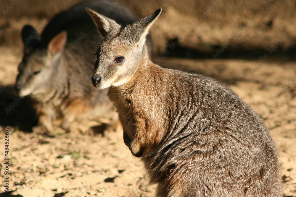 Fototapeta premium wallaby in a zoo in france