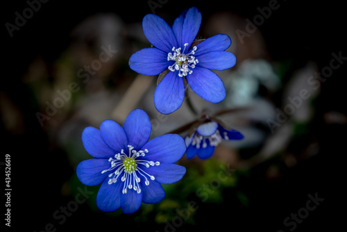 Blue Kidneywort anemone flower in the lush spring forest. Shallow depth of field.