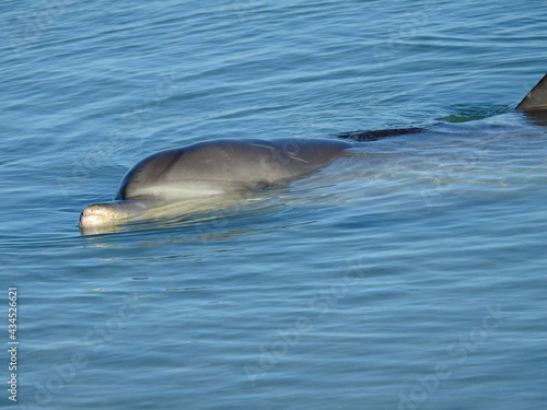 Indo-Pacific Bottlenose Dolphin Nose