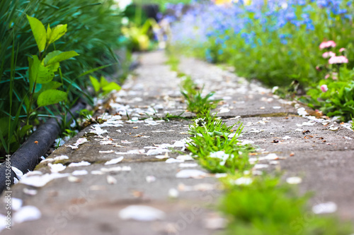 A path dotted with white petals in a blooming garden. Different flowers are planted along a path - forget-me-nots, tulips, daffodils. A garden in a springtime. Garden or Landscape. Combining plants.