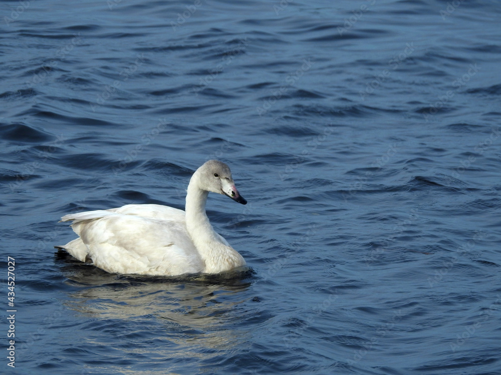 Juvenile Whooper Swan on Water Juvenile Whooper Swan on Water