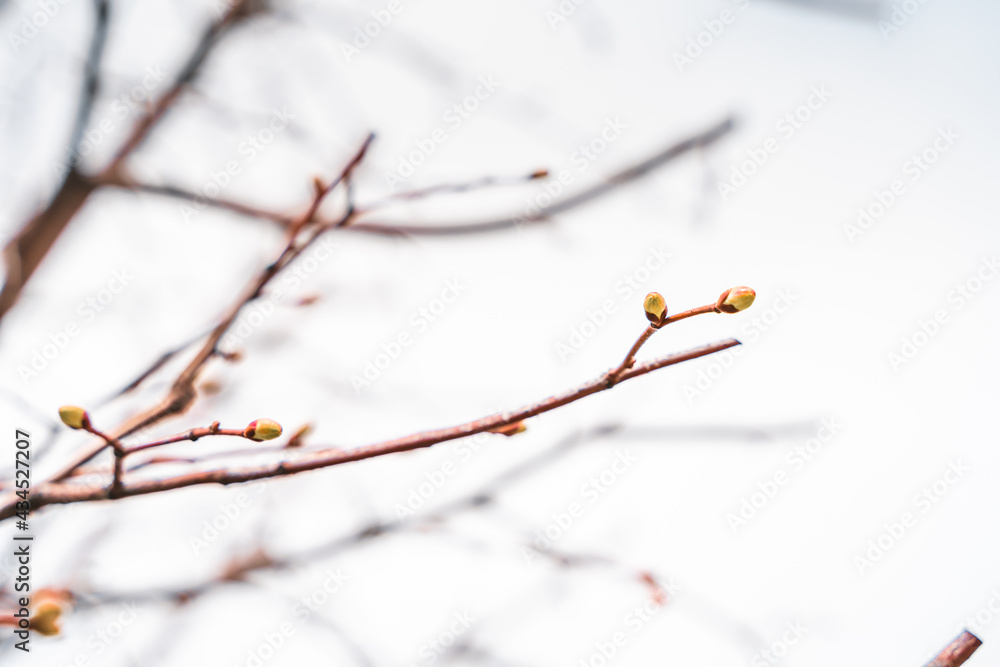 Buds on a tree close-up, natural background