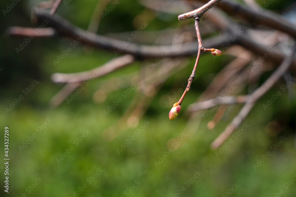 Buds on a tree close-up, natural background Buds on a tree close-up, natural background