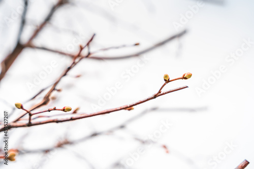 Buds on a tree close-up, natural background