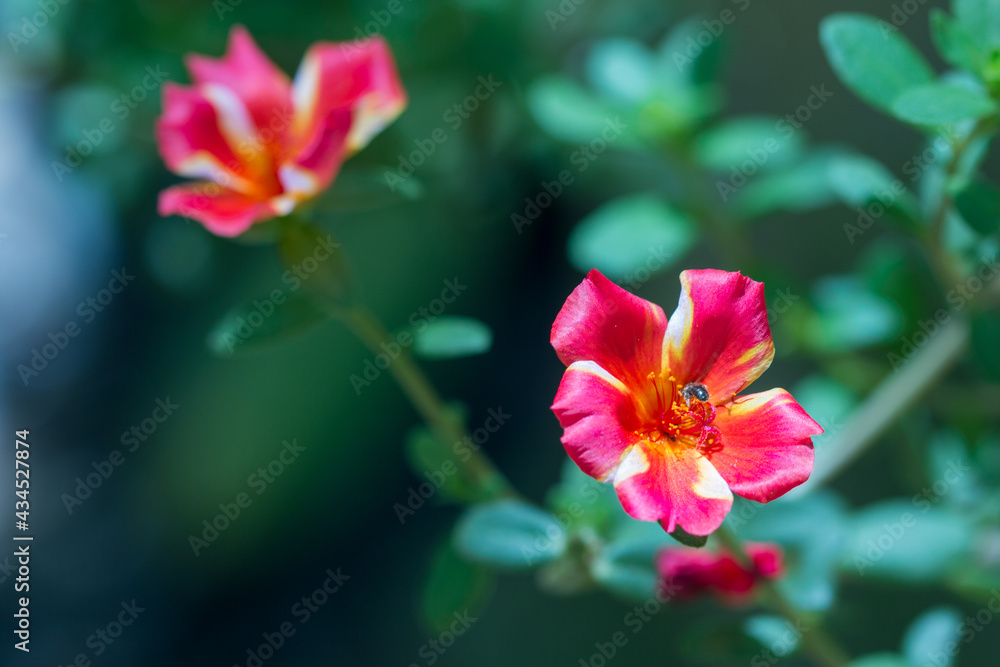 Flowers of common purslane are beautiful red color. Flowers of common purslane are beautiful red color.