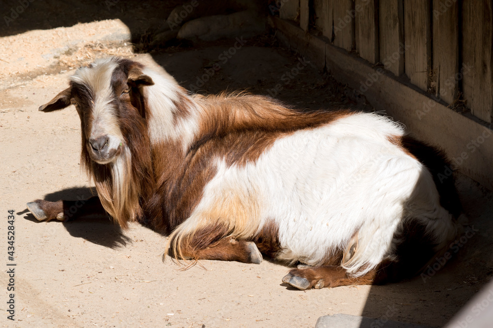 the billy goat is resting in the sand the billy goat is resting in the sand