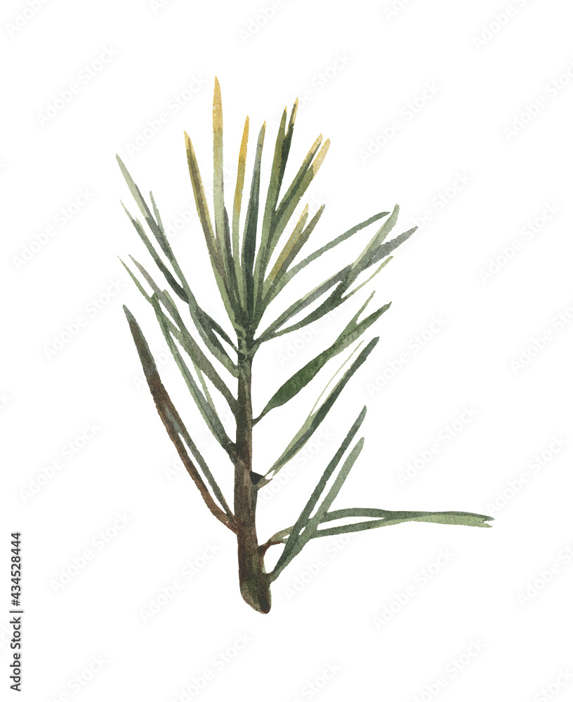 Fototapeta premium Watercolor element, pine twig. For decoration of design compositions containing natural elements.