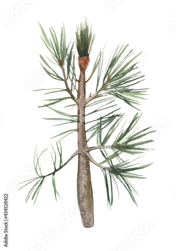 Watercolor element  pine twig. For decoration of design compositions containing natural elements.