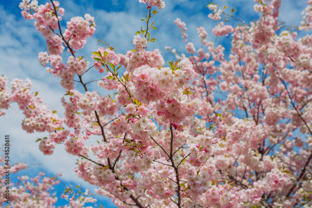 City, Riga, Latvia. Sakura park in park. Travel photo.0 City, Riga, Latvia. Sakura park in park. Travel photo.0
