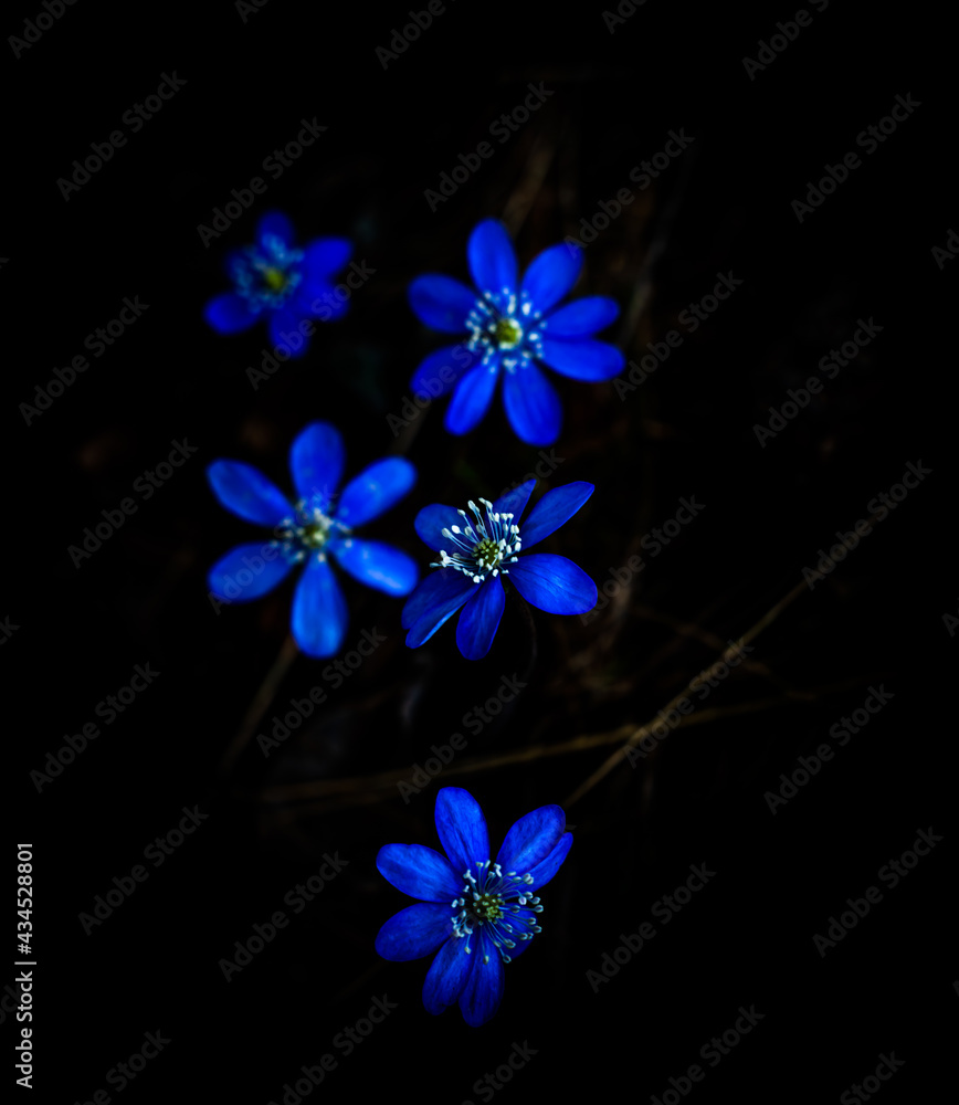 Blue or purple Kidneywort anemone flower isolated on black background. Shallow depth of field. Blue or purple Kidneywort anemone flower isolated on black background. Shallow depth of field.