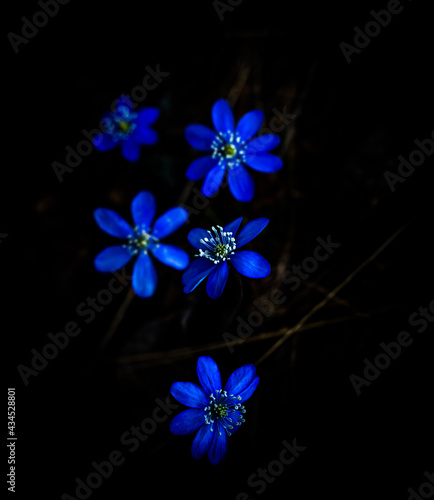 Blue or purple Kidneywort anemone flower isolated on black background. Shallow depth of field.
