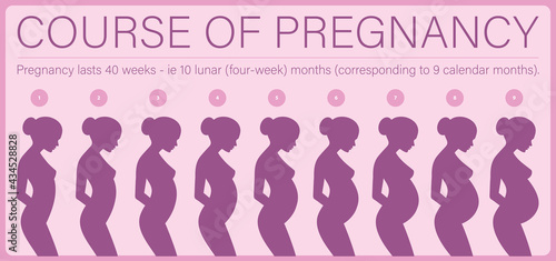 Pregnancy course infographics. 9 figures of women in different stages of pregnancy.