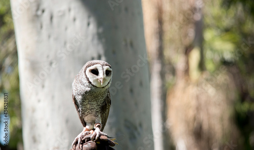 Foto the lesser sooty owl has a white masked face