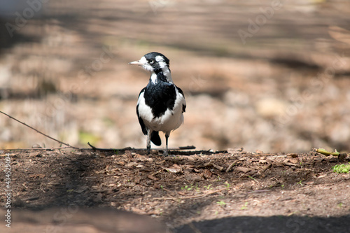 the magpie lark is a black and white bird