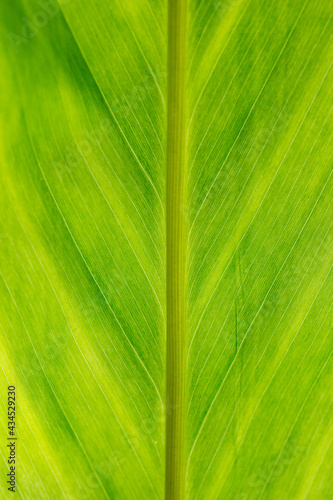 green leaves background