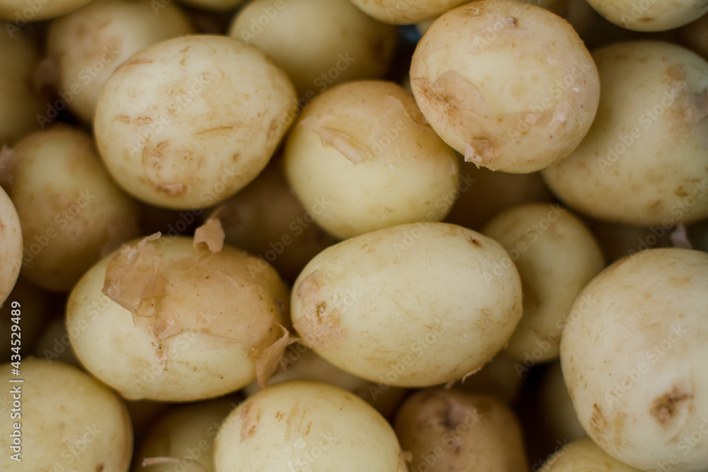 a lot of young potatoes background agrarian a lot of young potatoes background agrarian