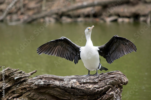 the pied cormorant is drying his wings photo